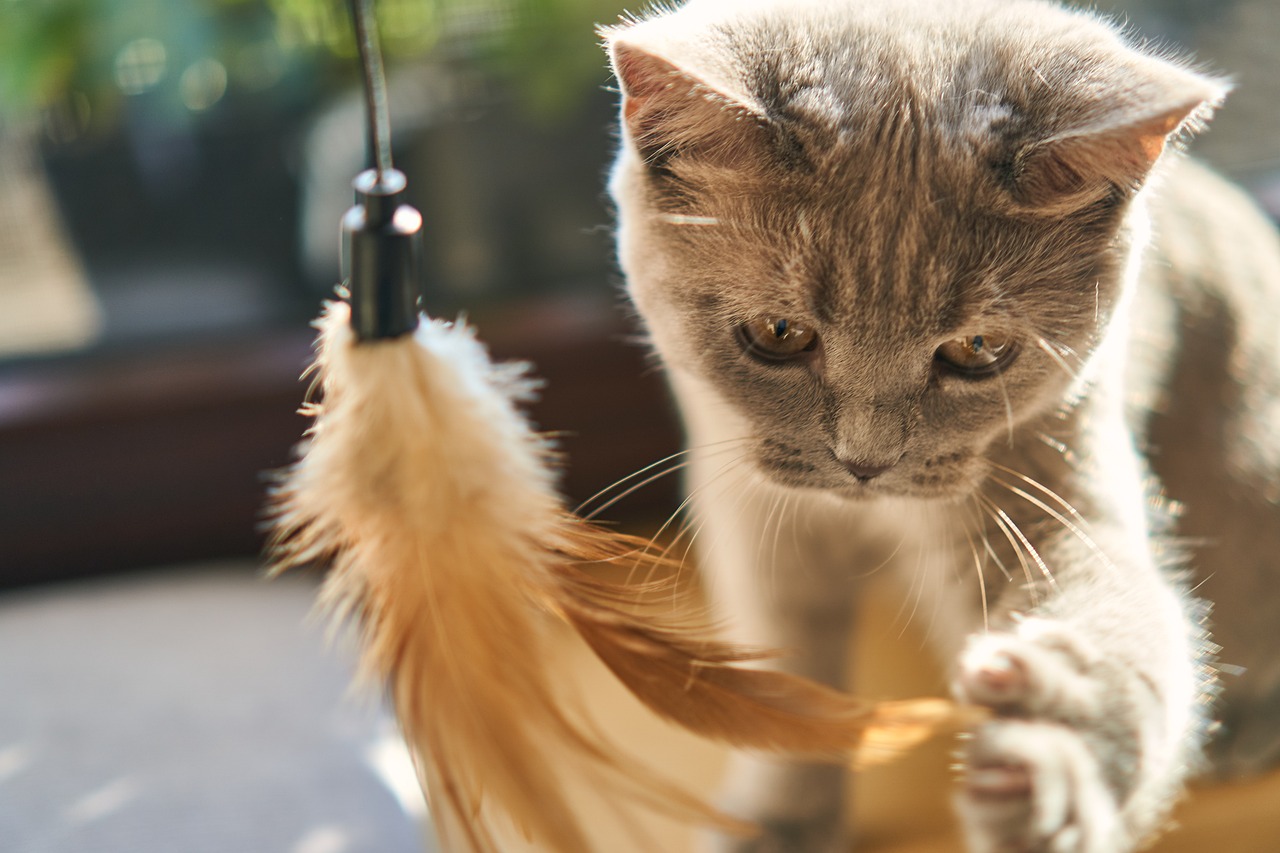 Understanding the Unique Nature of the Munchkin Cat